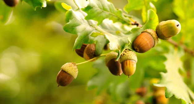 0- Consommer des glands Apprendre-Préparer-Survivre - Last Guide