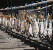 Quels sont les 5 techniques de séchage des aliments Last Guide 2.jpg