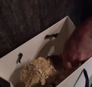 Toilette_s_che_liti_re_biomaitris_e_sciure Last Guide 9,3.jpg