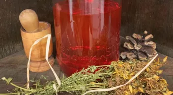 Comment concocter de l'huile de millepertuis ? 