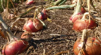 Comment cultiver l'oignon?