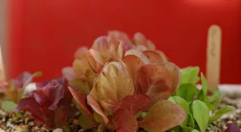 Quand démarrer les semis de laitue?