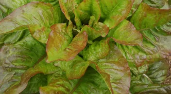 Comment cultiver la laitue?