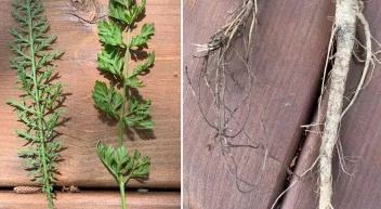 Comment différencier l'achillée millefeuille et la carotte sauvage avant leur floraison ?