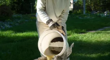 Quand utiliser le purin d'ortie au jardin?