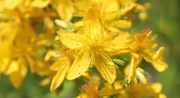 Quels sont les bienfaits du millepertuis ?