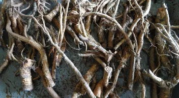 Comment préparer une décoction?