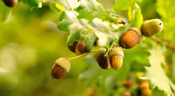 Comment consommer des glands? Last Guide