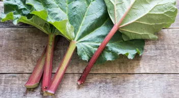 Quels légumes perpétuels avoir dans son jardin? La rhubarbe