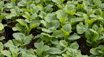 Quels légumes perpétuels avoir dans son jardin? Le chou de Daubenton