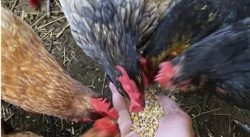 Comment nourrir vos poules? Last Guide