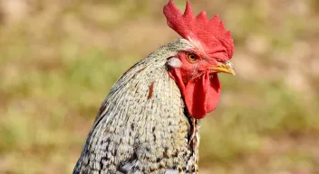 Comment réduire le bruit du coq? Last Guide