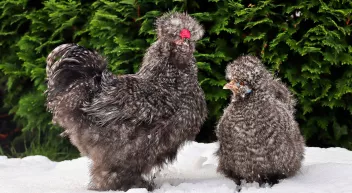 Quelle race de poule choisir? Last Guide 