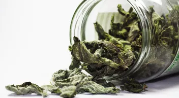 Quels légumes, plantes aromatiques ou médicinales faire sécher et comment les valoriser en cuisine? Last Guide