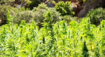 Comment évaluer efficacement l'isolation écologique du chanvre et du béton de chanvre solutionera.jpg (192.7 Ko) 