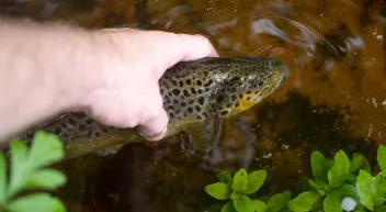 Comment fonctionne l’aquaponie Solutionera.jpg (342.42 Ko)