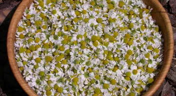 Comment utiliser la camomille pour ses propriétés bénéfiques-LastGuide.jpeg