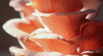 Comment cultiver les pleurotes-LastGuide1.png