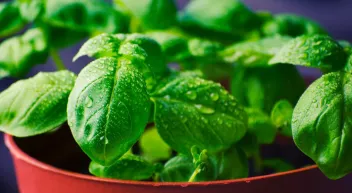 Comment favoriser l'autosuffisance alimentaire avec des cultures à l'intérieur de notre domicile solutionera.jpg (92 Ko) 