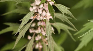 Comment utiliser l'agripaume, une plante calmante-LastGuide.JPG