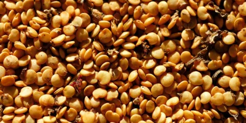 Comment bien choisir ses semences?