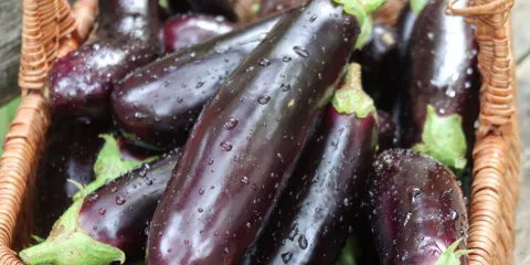 Comment cultiver l'aubergine?