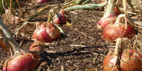 Comment cultiver l'oignon?
