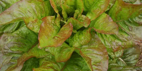 Comment cultiver la laitue?