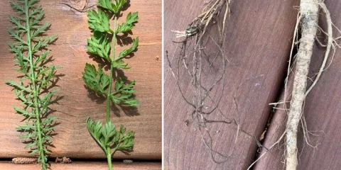 Comment différencier l'achillée millefeuille et la carotte sauvage avant leur floraison ?