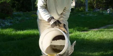 Quand utiliser le purin d'ortie au jardin?