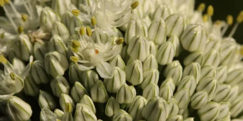 Comment produire des semences d'oignon?