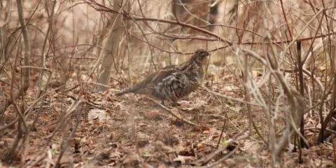 Qu'est-ce que ça donne de changer son attitude en forêt ?