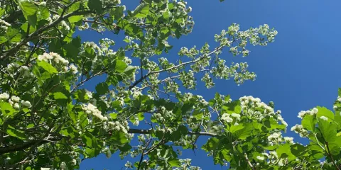 Quels sont les bienfaits de l'aubépine ? 