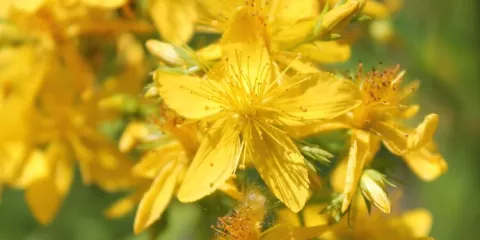 Quels sont les bienfaits du millepertuis ?