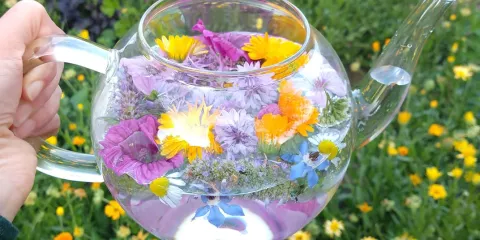 Comment préparer une macération?