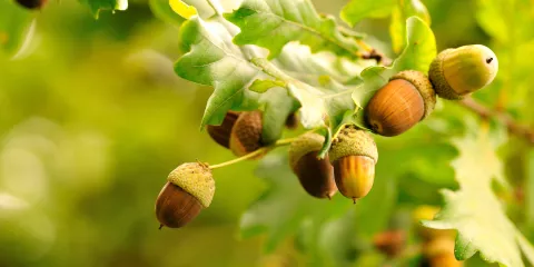 Comment consommer des glands? Last Guide