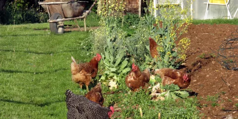 Quel livre sur l'autonomie alimentaire est indispensable? La Maison rustique du XIXème siècle