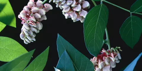 Quels légumes perpétuels avoir dans son jardin? La glycérine tubéreuse