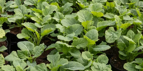 Quels légumes perpétuels avoir dans son jardin? Le chou de Daubenton