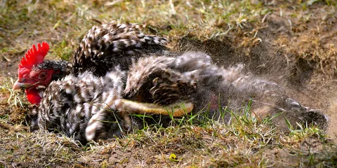 Comment prévenir les maladies des poules?