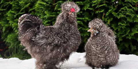 Quelle race de poule choisir? Last Guide 