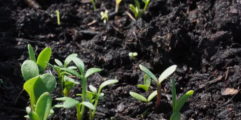 Comment Last Guide Credit photo Hans by Pixabay .jpg