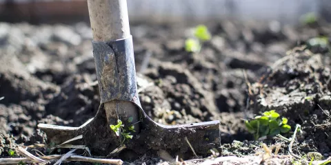 Comment .... Last Guide Crédit photo_ Goumbik by Pixabay .jpg 