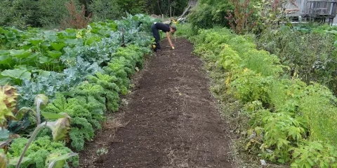 Comment .... Last Guide Crédit photo_ Pierre Gilbert by Pixabay .jpg 