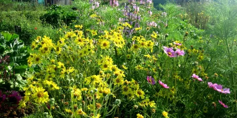 Comment attirer beaucoup de pollinisateurs au potager, Last Guide .jpg (720.36 Ko) 