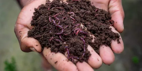 Vermicomposte Last Guide.jpg (109.28 Ko) 