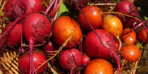 Comment consommer la betterave-LAstGuide1.jpeg 