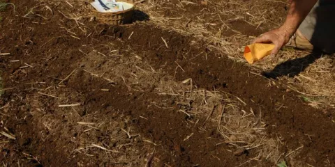 Comment faire des semis directs-LastGuide3.jpeg