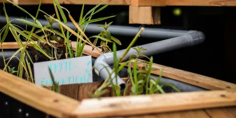 Comment filtrer et assainir des eaux polluées par la phytoépuration? Last Guide