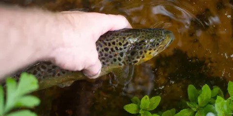 Comment fonctionne l’aquaponie Solutionera.jpg (342.42 Ko)